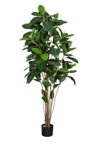 Konstväxt Fikus Robusta 180 cm