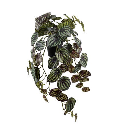 Konstväxt Peperomia 450