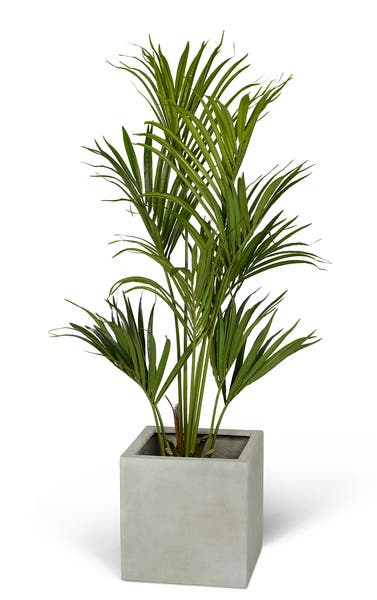 Konstväxt Kentiapalm 120 cm